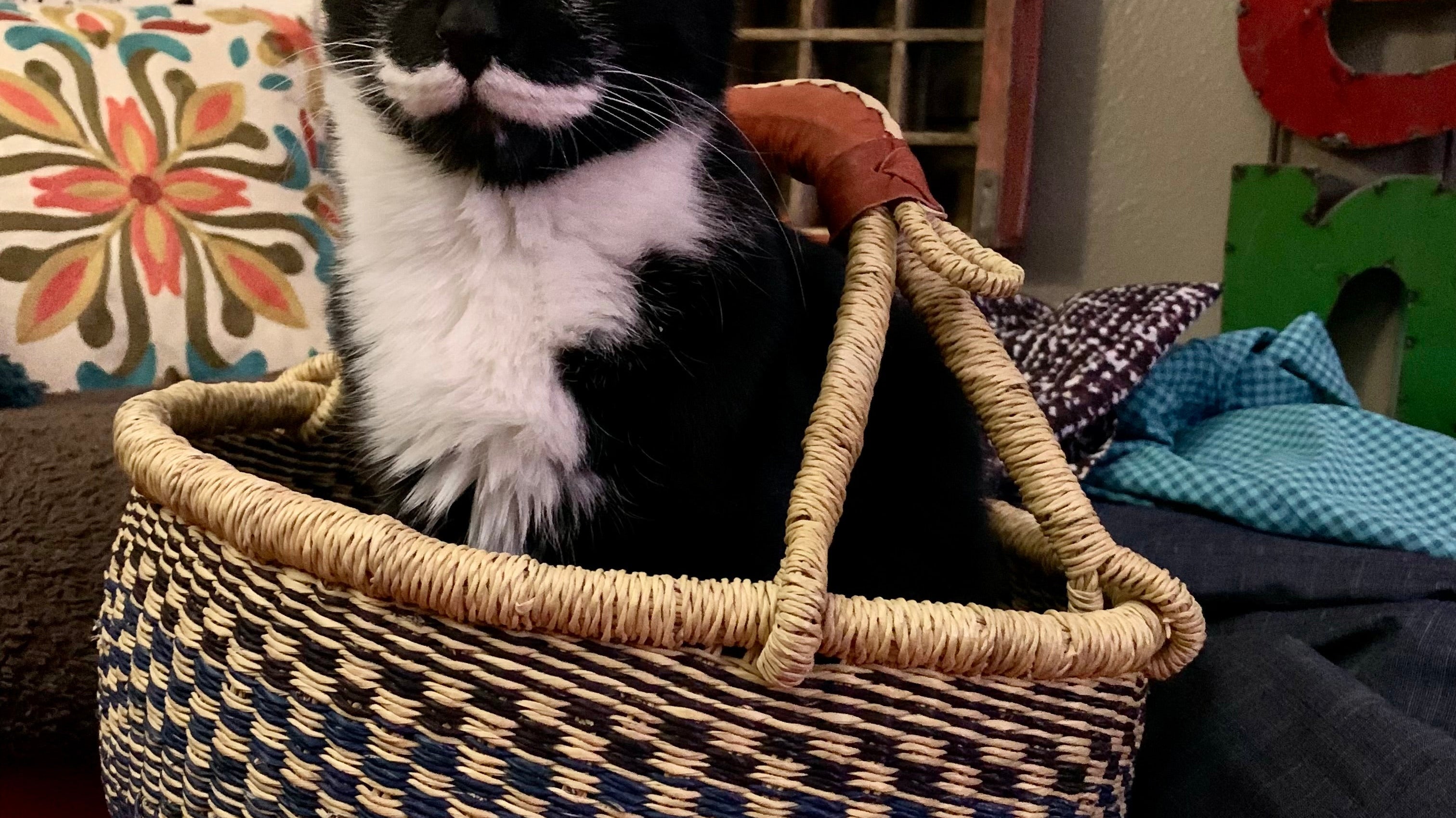 Mister the Cat Embarks on Chaotic Wellness Journey