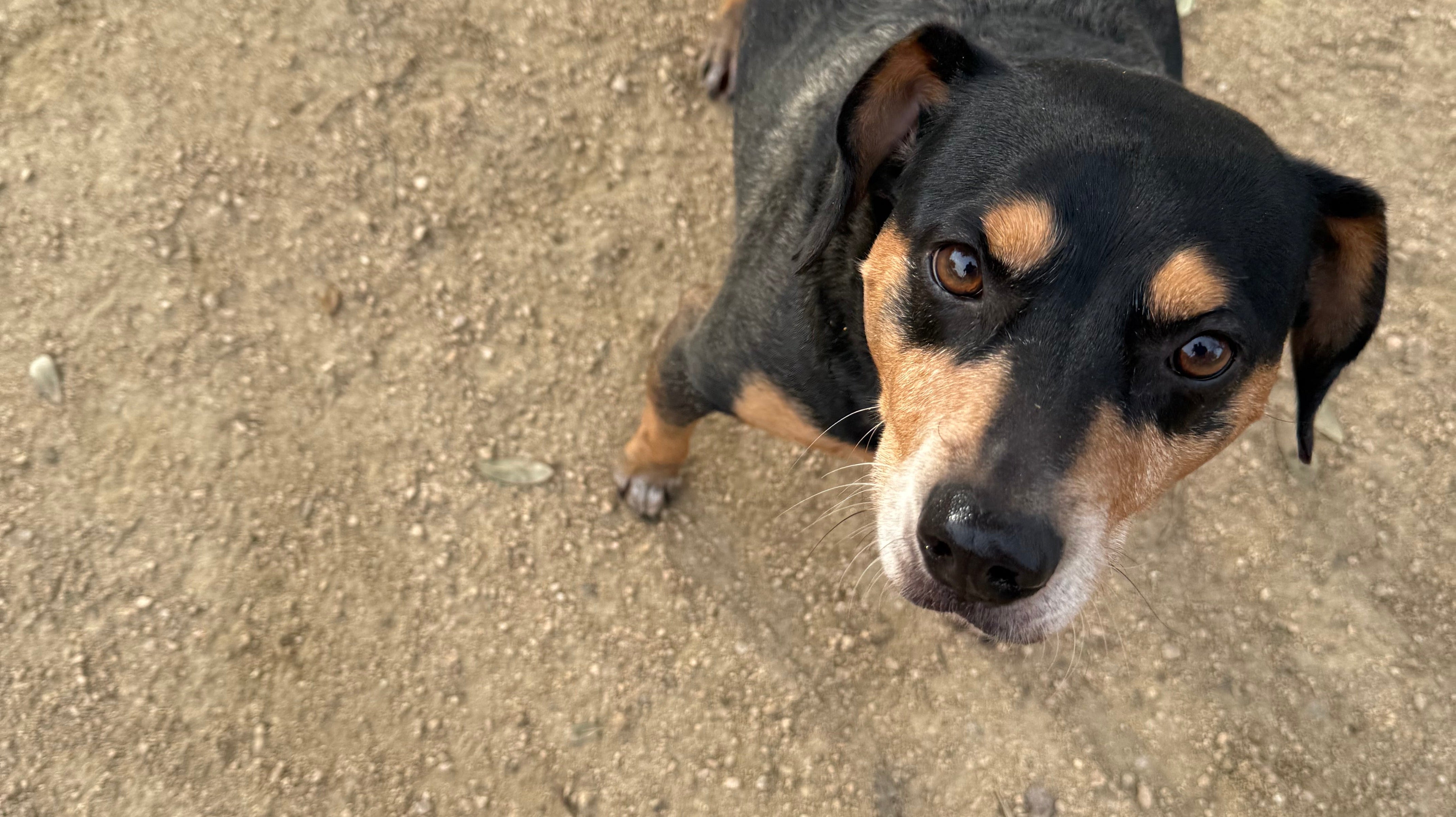 🍗 Tank the Dog Was a Food-Obsessed Trash Gremlin. Then He Got His Face on a Treat Bag