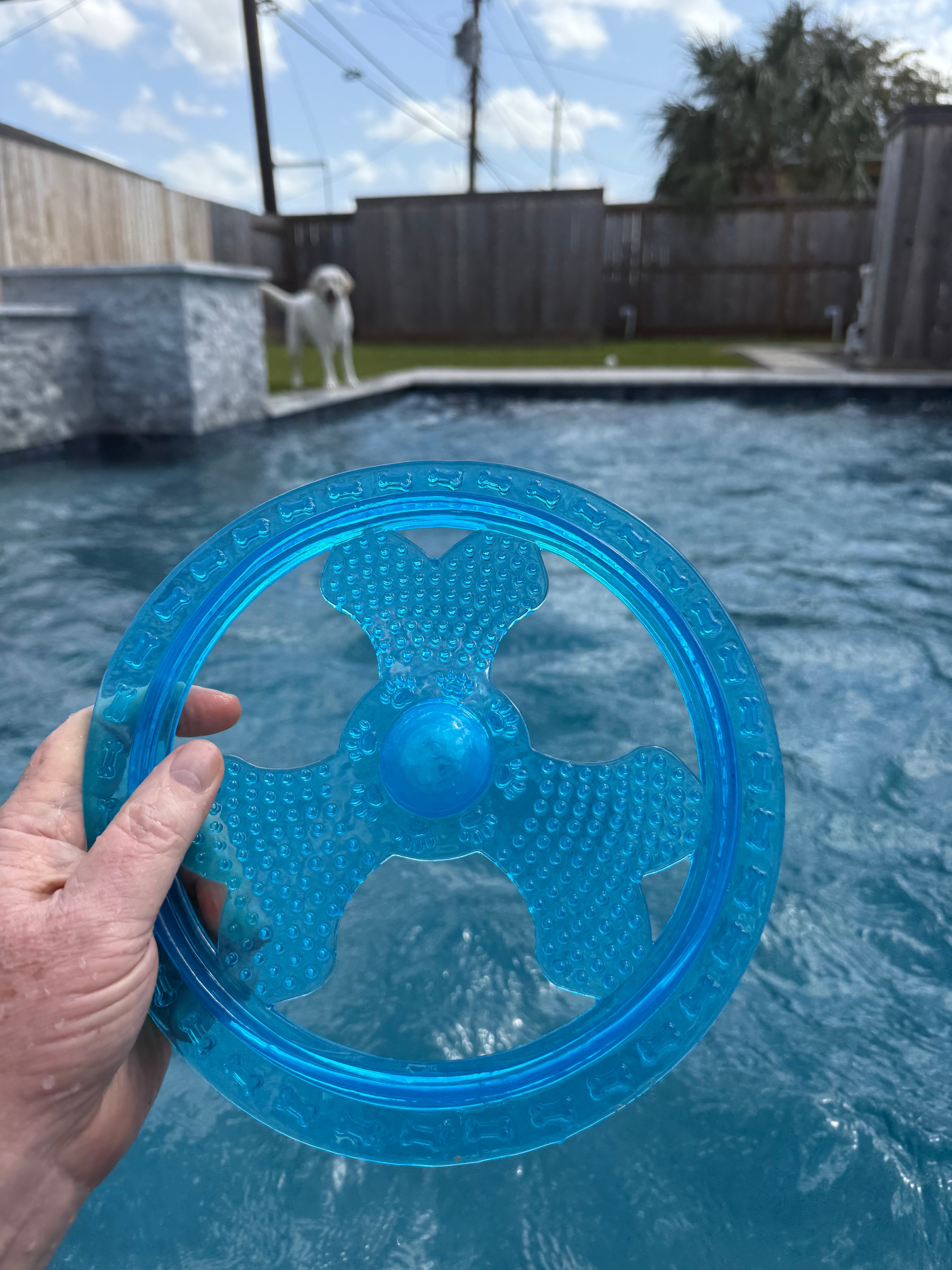🐾 Rudy vs. The Blue Flying Disc: A Poolside Saga of Chaos and Cuteness