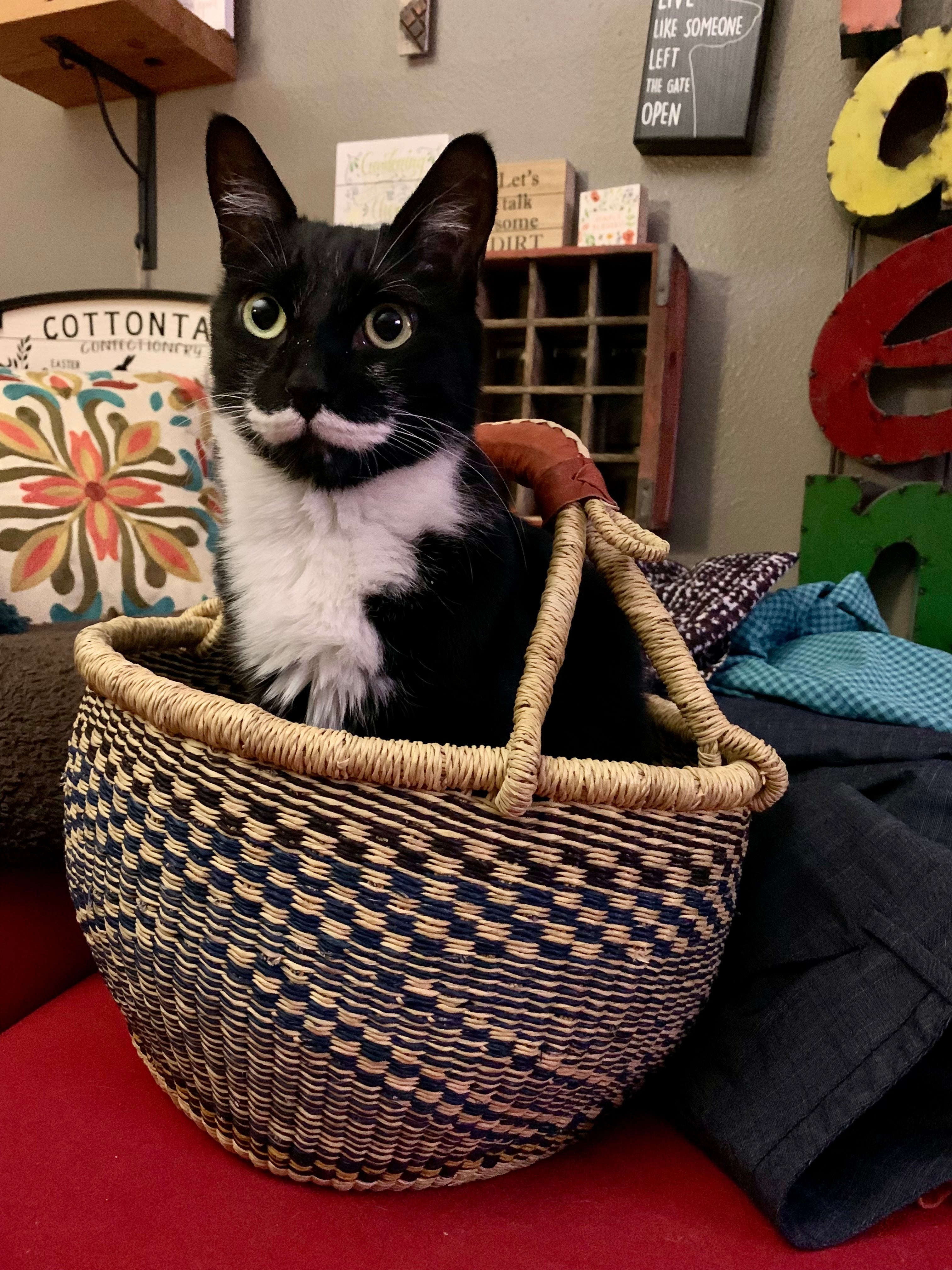 Mister the Cat Embarks on Chaotic Wellness Journey