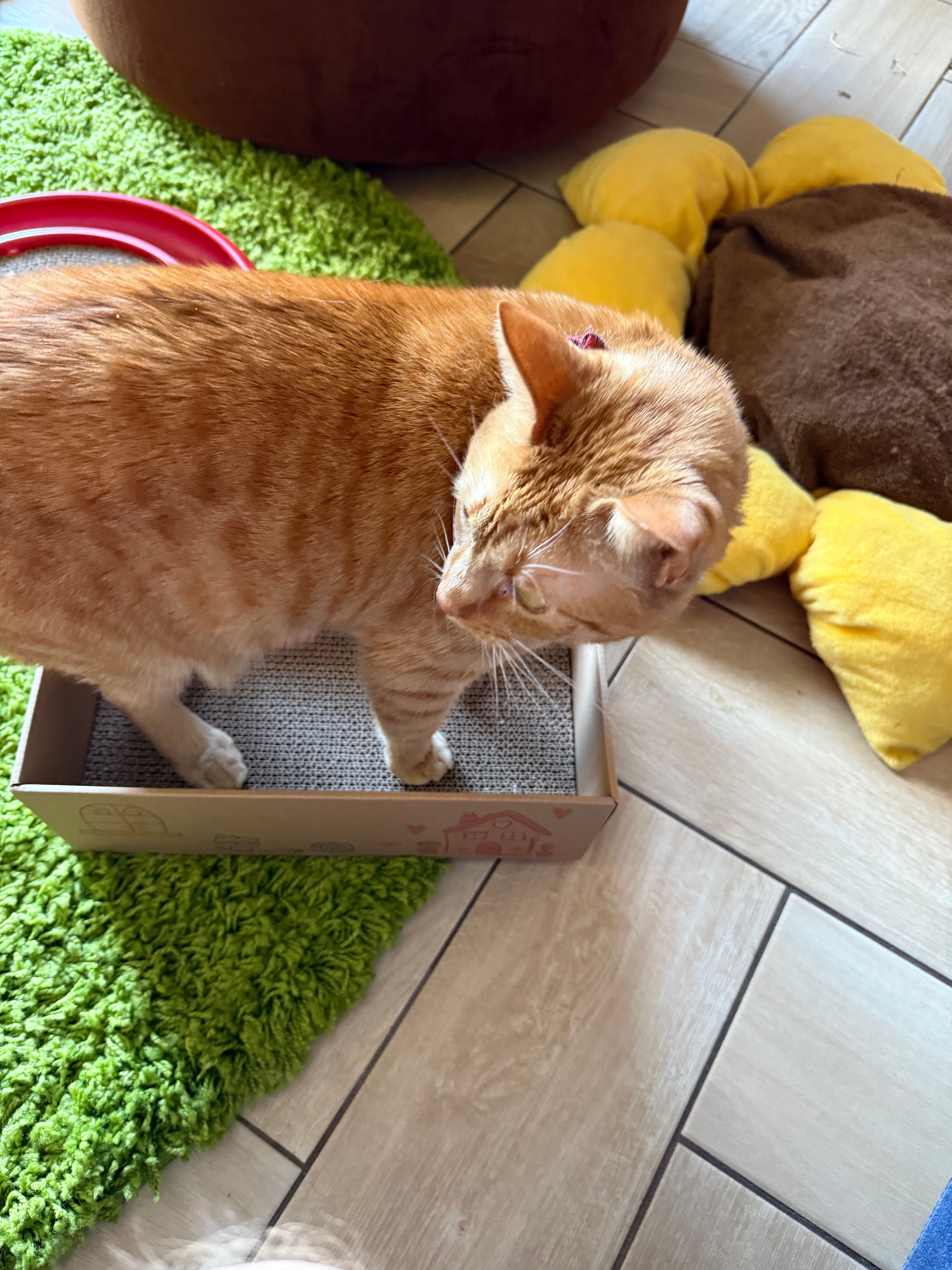 🐾 Timmy the Cat vs. The House: Why We Bought 6 Cardboard Scratch Pads and Still Might Need Therapy